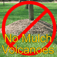 Proper Mulching Techniques for Trees